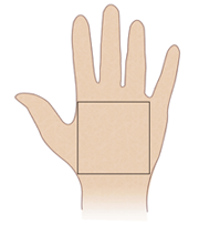 プラクティカル・ハンド（the practical hand）