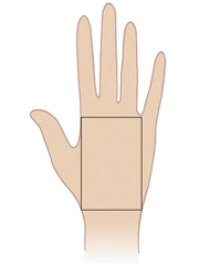 センシティヴ・ハンド（the sensitive hand）
